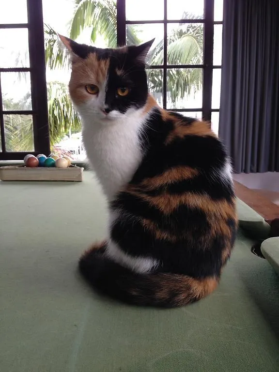 The Cats' House Hotel Florianopolis Brazil