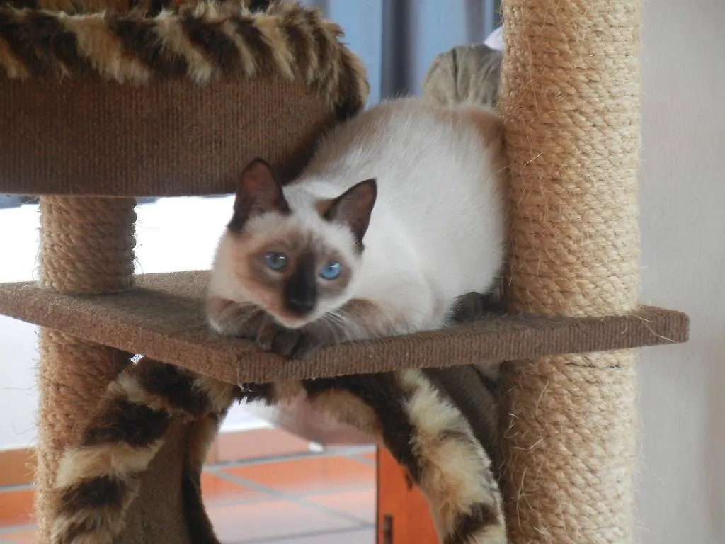 The Cats' House Hotel Florianopolis